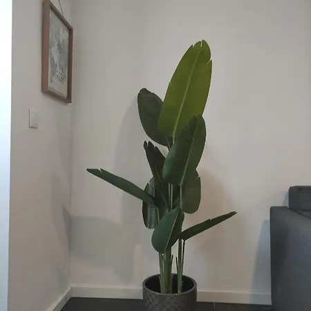 Fisherman's * Montijo